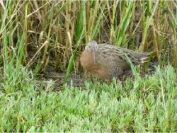 Ridgway's Rail